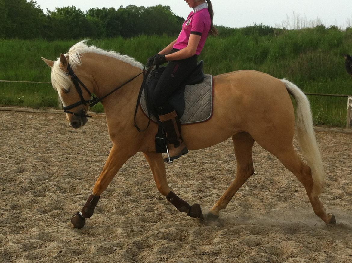 Tysk Sportspony Girls Dream billede 17