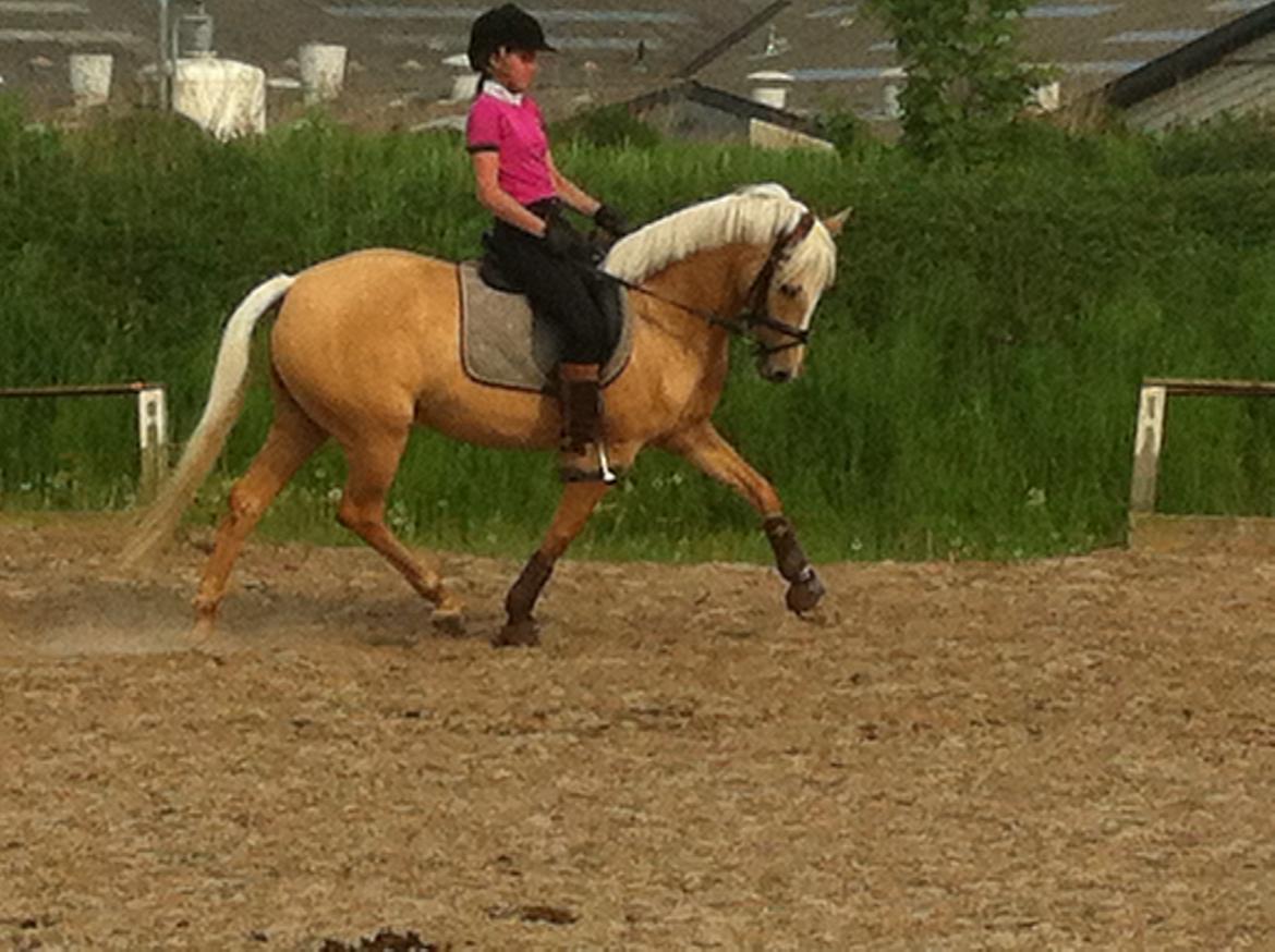 Tysk Sportspony Girls Dream billede 5