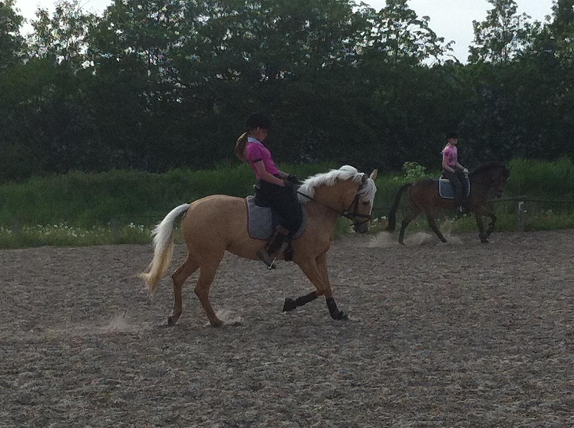 Tysk Sportspony Girls Dream billede 18