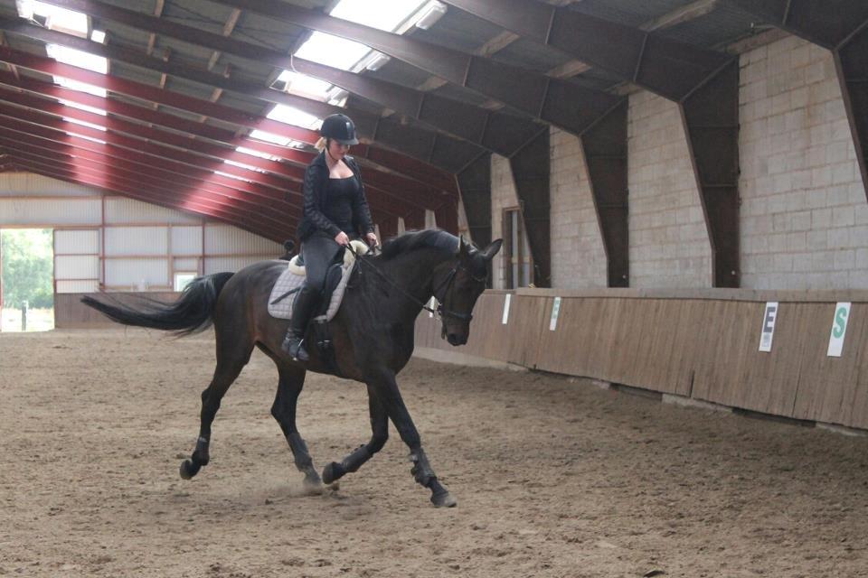 Dansk Varmblod Visa Bella billede 3