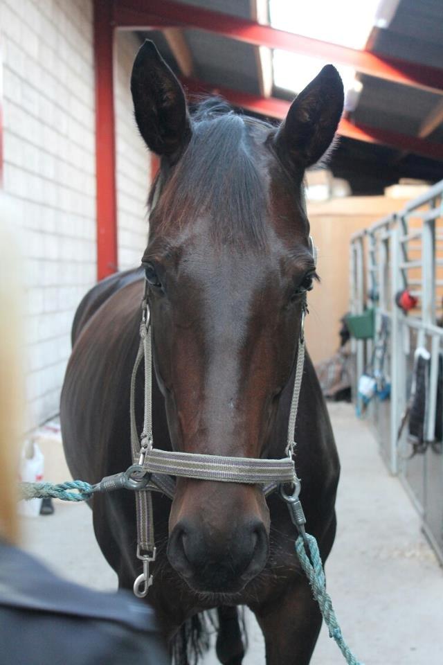 Dansk Varmblod Visa Bella billede 5