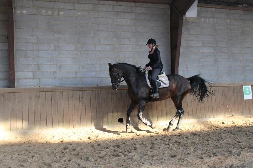 Dansk Varmblod Visa Bella billede 6