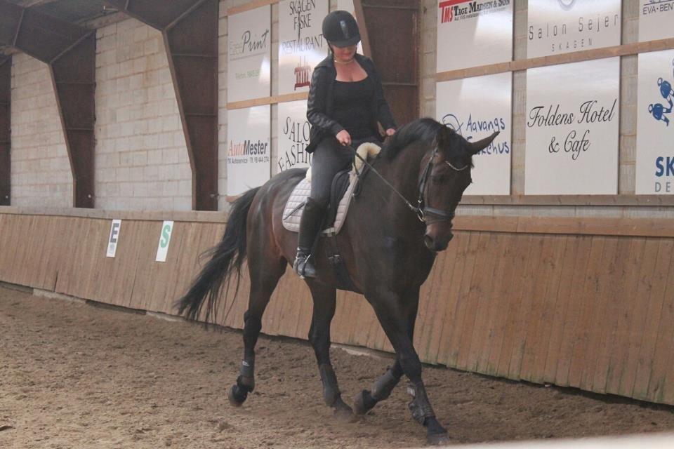 Dansk Varmblod Visa Bella billede 1