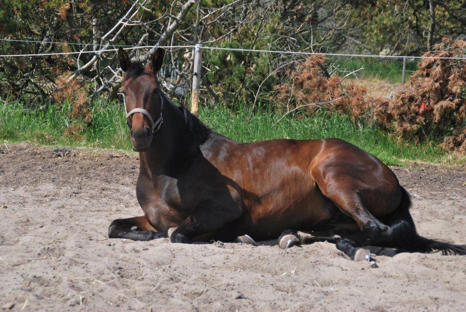 Dansk Varmblod Visa Bella billede 7