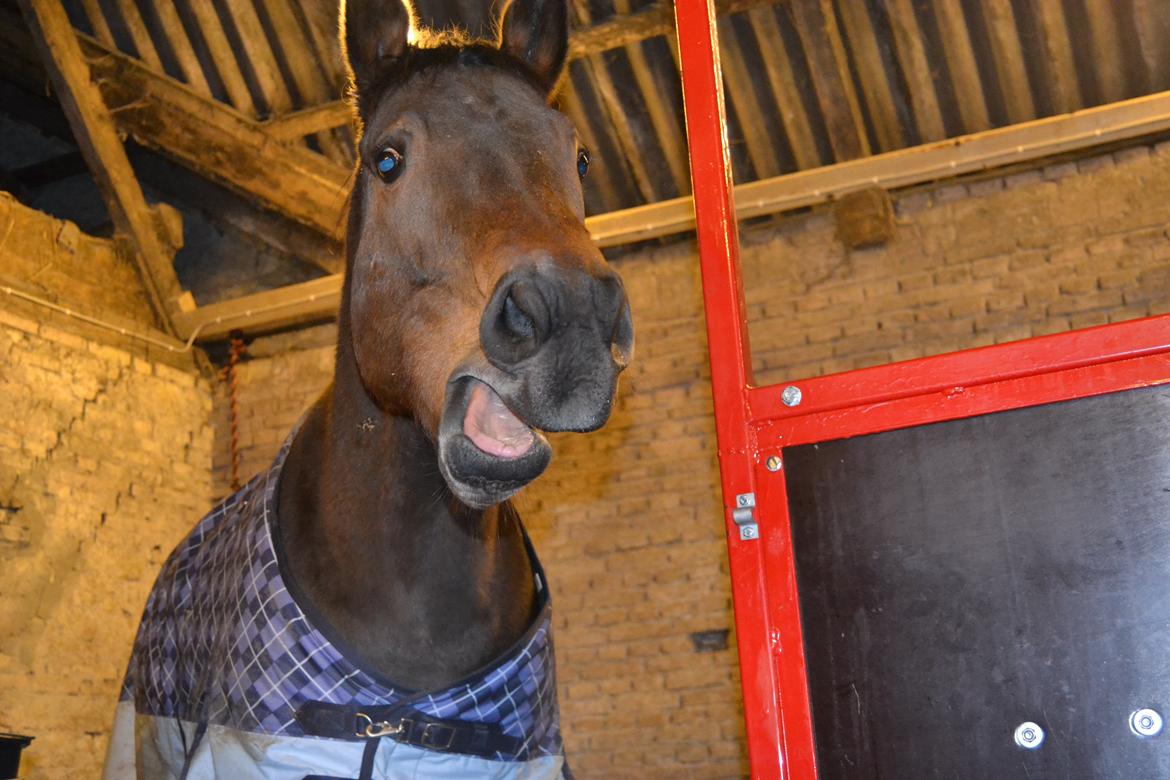 Fuldblod (XX) Primo Girl - Puha det er hårdt at være inde i stalden.. xD  billede 2