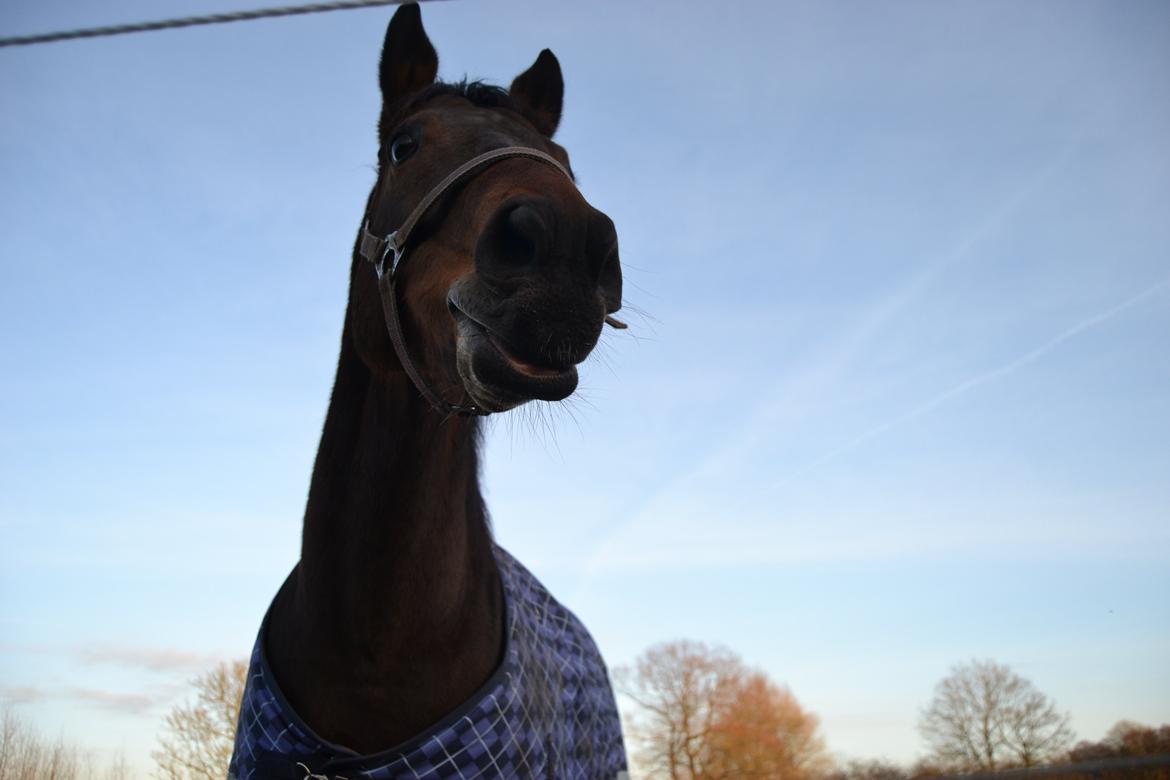 Fuldblod (XX) Primo Girl - Smukke'pigen på marken<3 billede 3