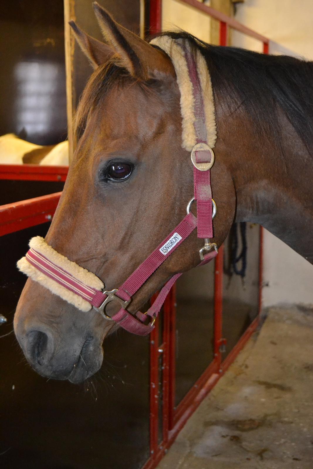 Fuldblod (XX) Primo Girl - Smukke Primo som venter på tandlægen :)<3 billede 1