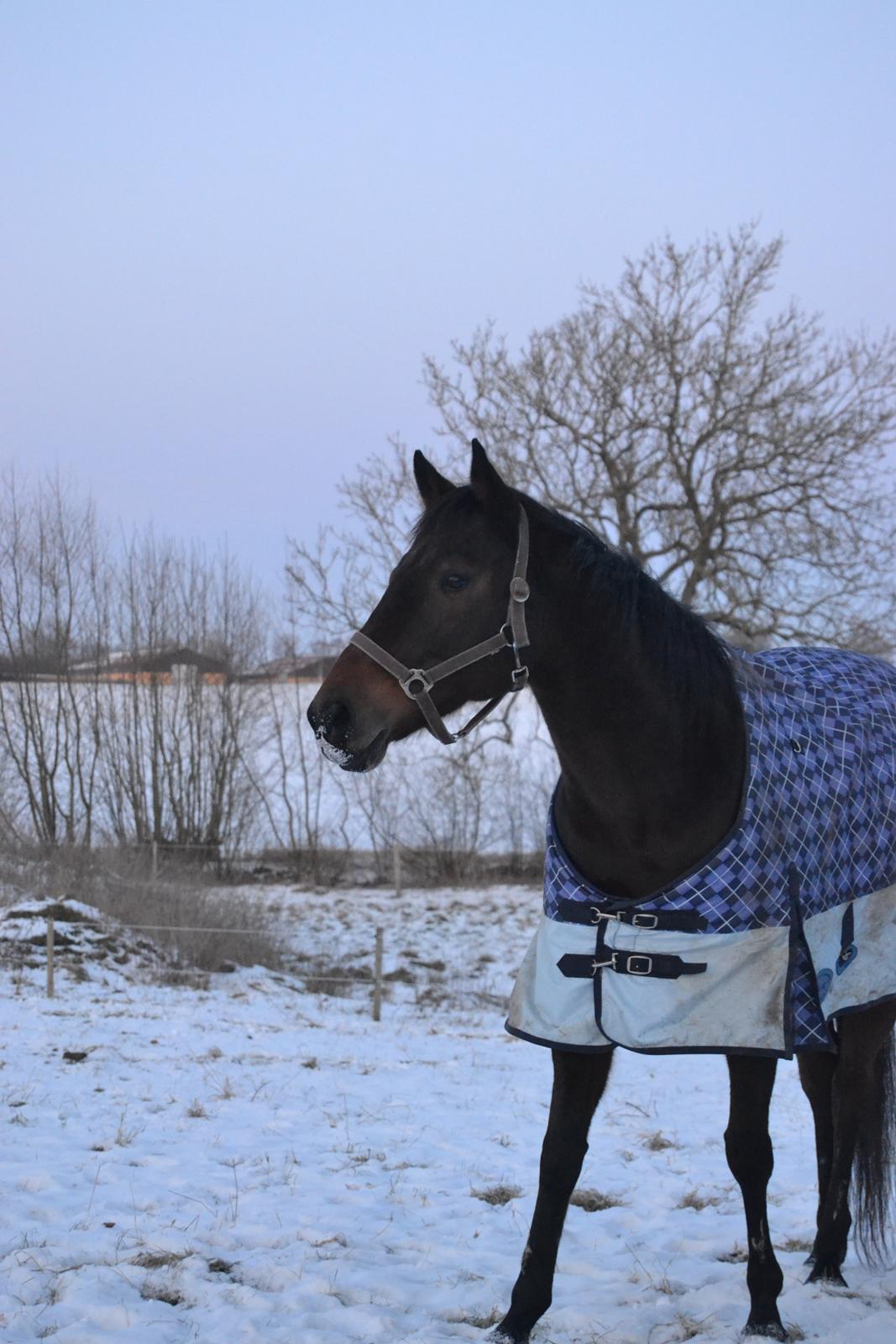 Fuldblod (XX) Primo Girl - Smukke<3 billede 4