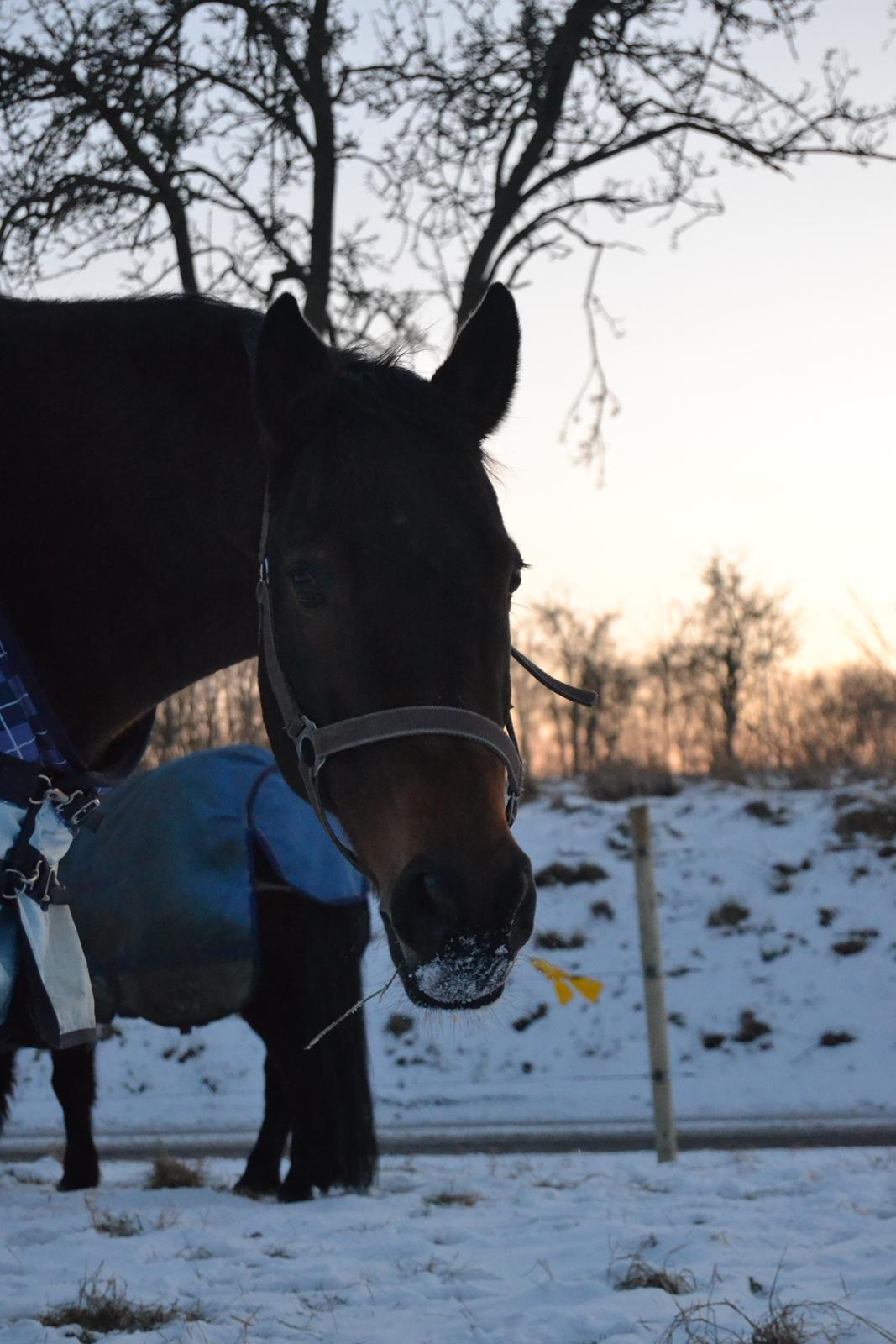 Fuldblod (XX) Primo Girl - se min fine tunge ;p ?  billede 5