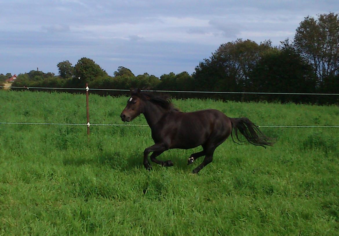 Dartmoor Feldholm´s Dream-Star † billede 4