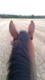 Dansk Varmblod Storgårdens Rosalia billede 20