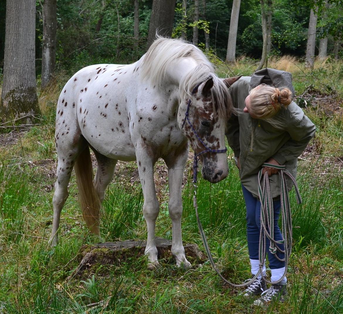 Knabstrupper Frode - På skovtur <3
Foto: Peter billede 14