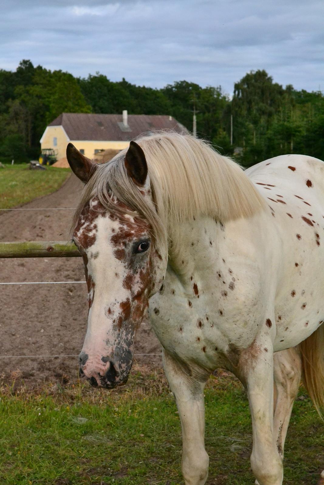 Knabstrupper Frode - Sommer 2012 billede 16