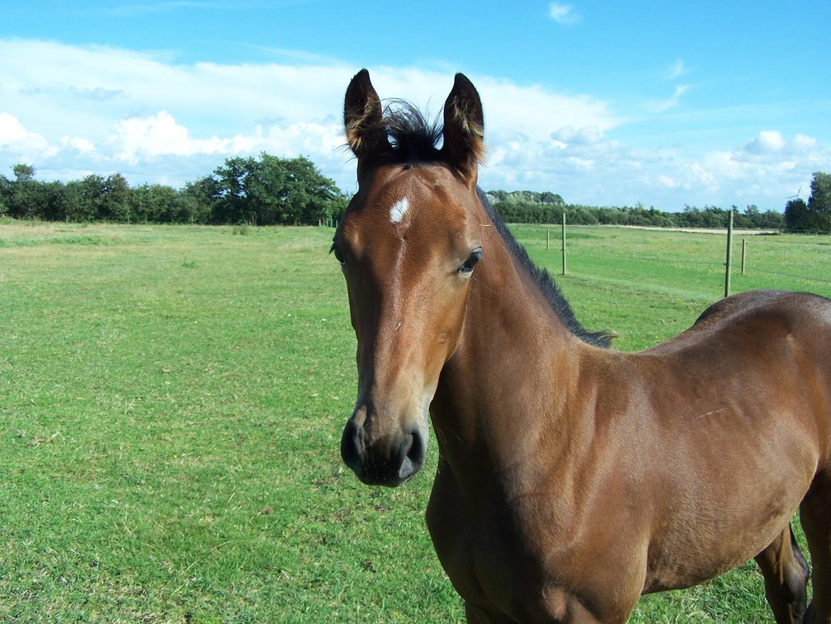 Dansk Varmblod Lucky af dyrehavegaard billede 14