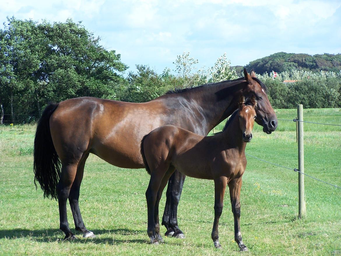 Dansk Varmblod Lucky af dyrehavegaard billede 12