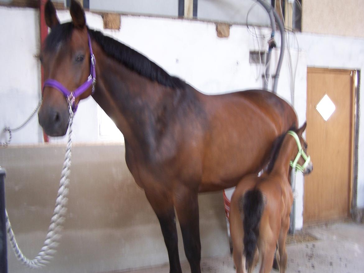 Dansk Varmblod Lucky af dyrehavegaard billede 11