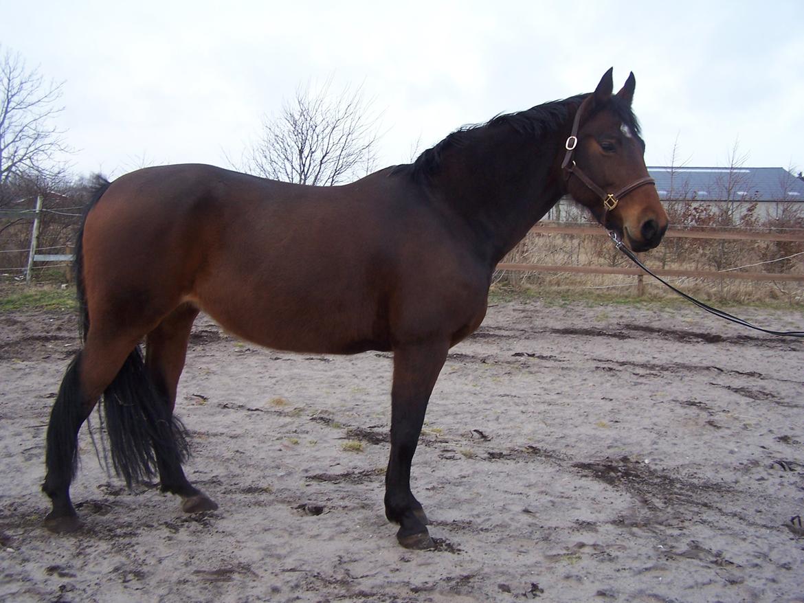 Dansk Varmblod Lucky af dyrehavegaard billede 9