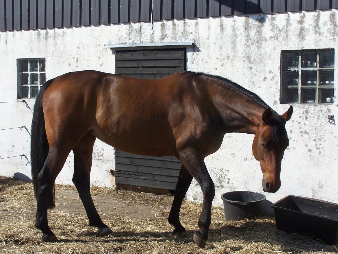 Dansk Varmblod Lucky af dyrehavegaard billede 10