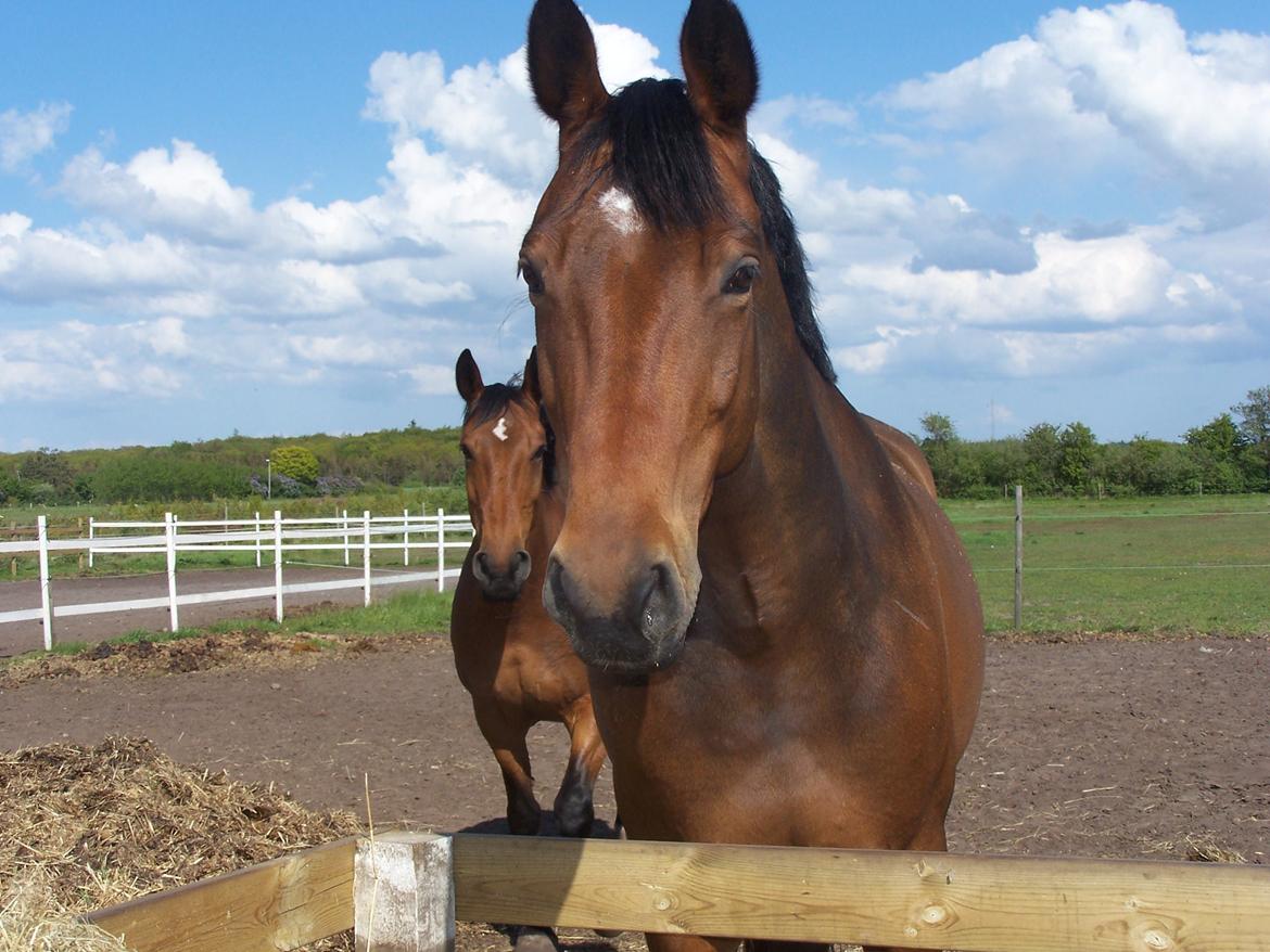 Dansk Varmblod Lucky af dyrehavegaard billede 1