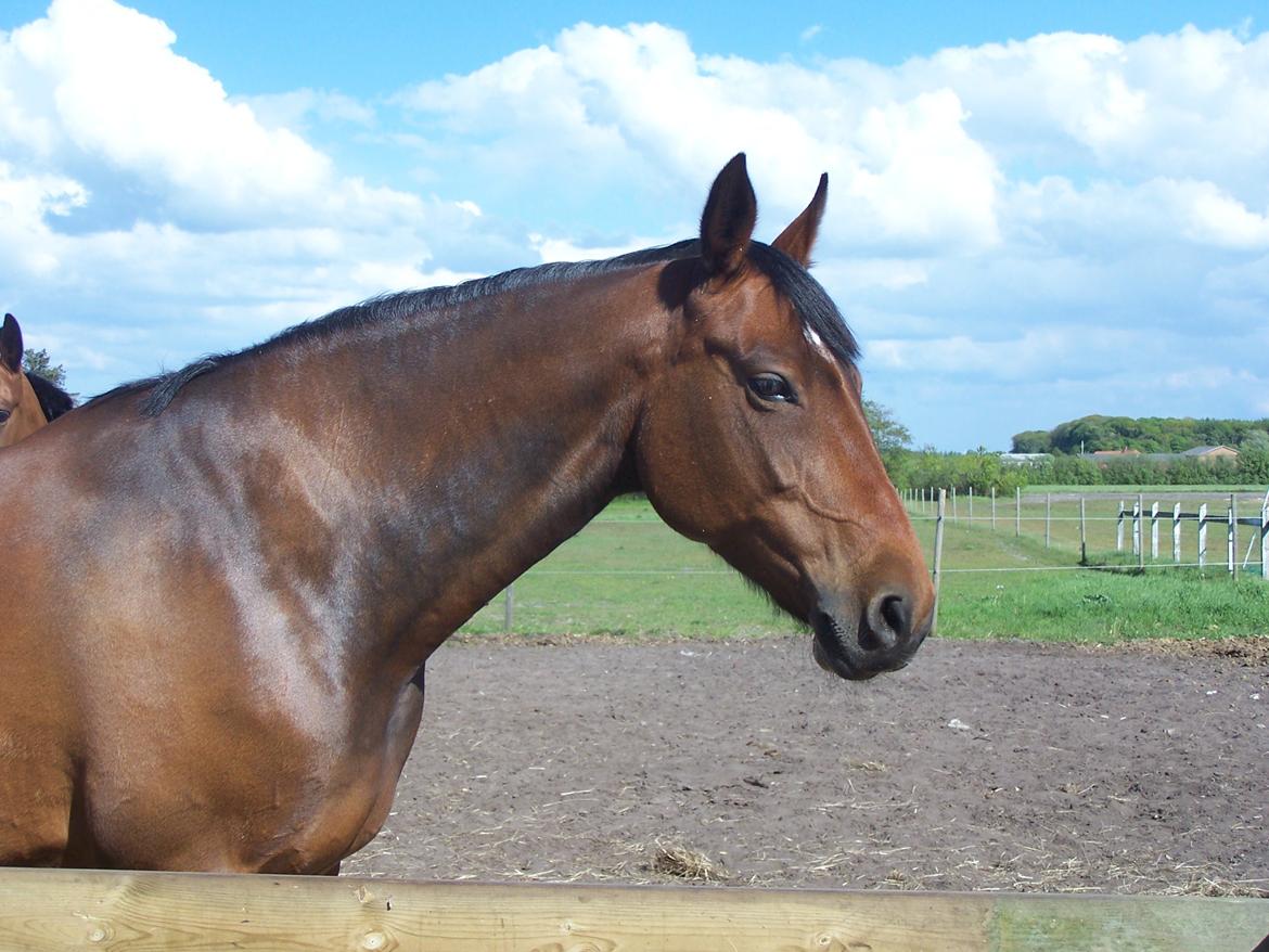 Dansk Varmblod Lucky af dyrehavegaard billede 2