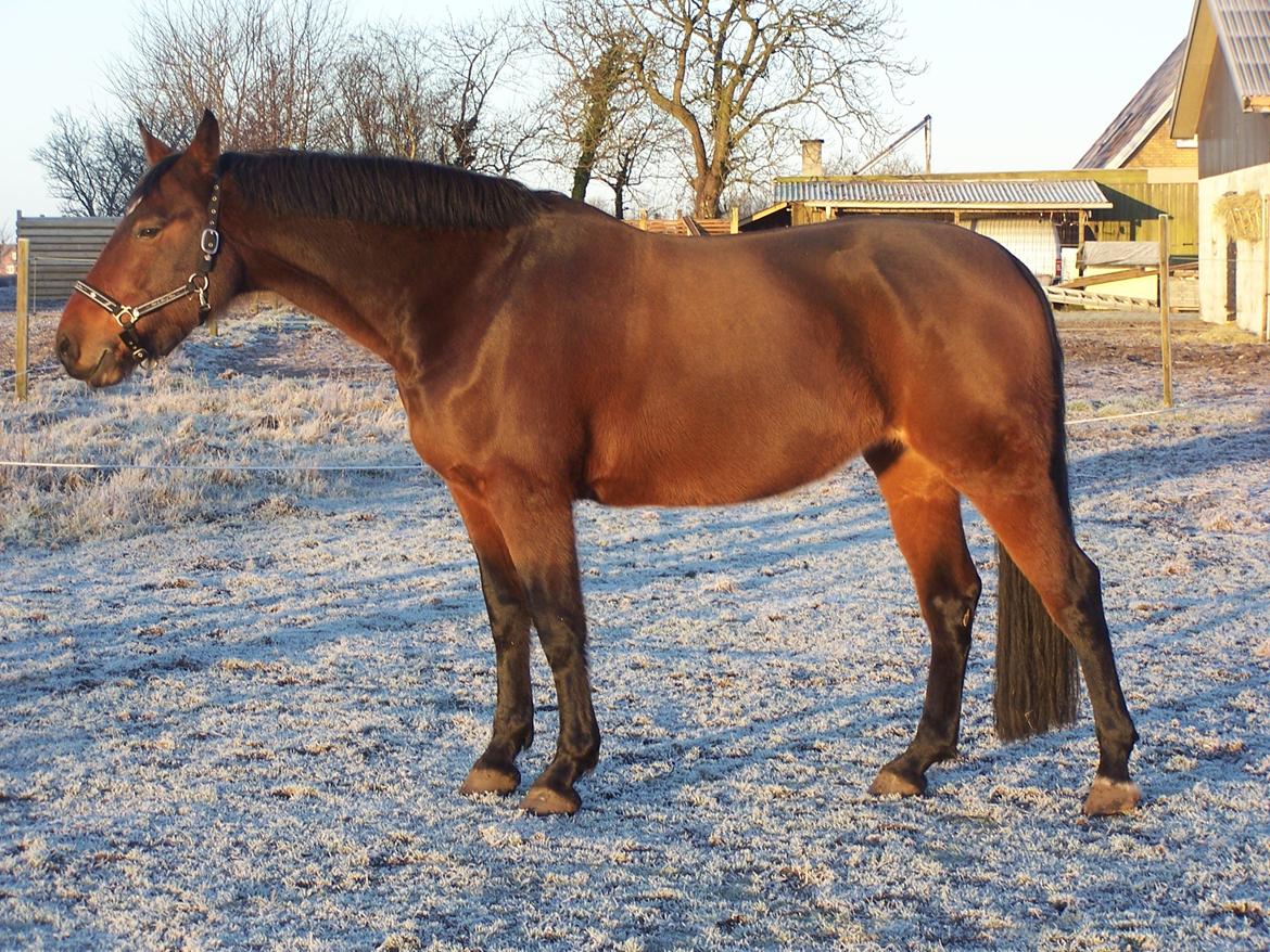 Dansk Varmblod Lucky af dyrehavegaard billede 13