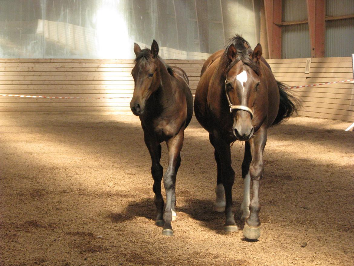 Oldenborg Etasja af Hvarre billede 15