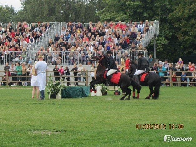 Fell pony Bakkely's Bella *Prinsessen* SOLGT:'( - "Næ nej! Glem det!" Siger Bella og Lasse "Det der grønne er farligt!" :o) billede 17