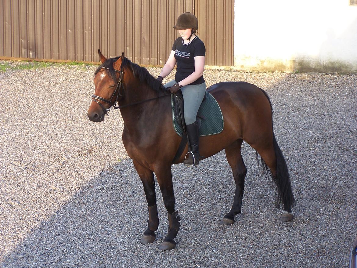 Dansk Varmblod Lucky af dyrehavegaard billede 3