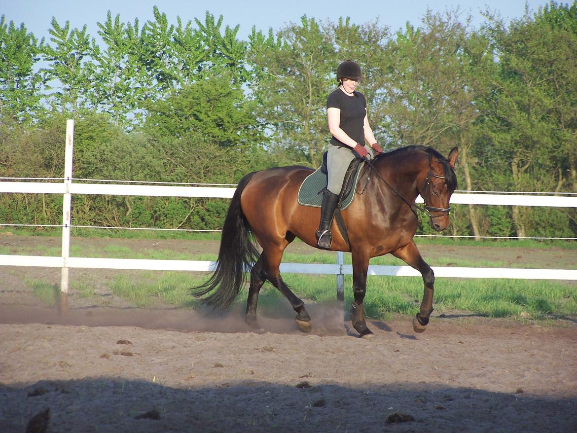 Dansk Varmblod Lucky af dyrehavegaard billede 4