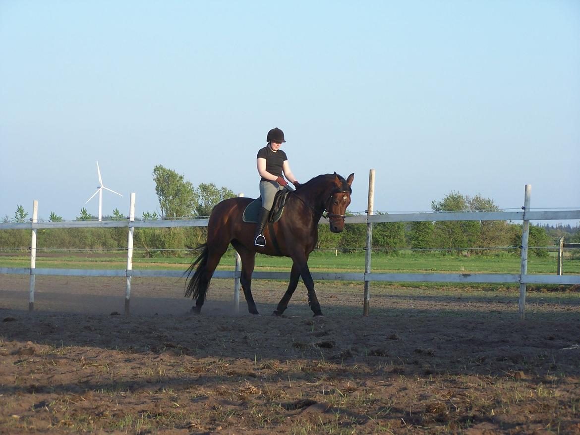 Dansk Varmblod Lucky af dyrehavegaard billede 5