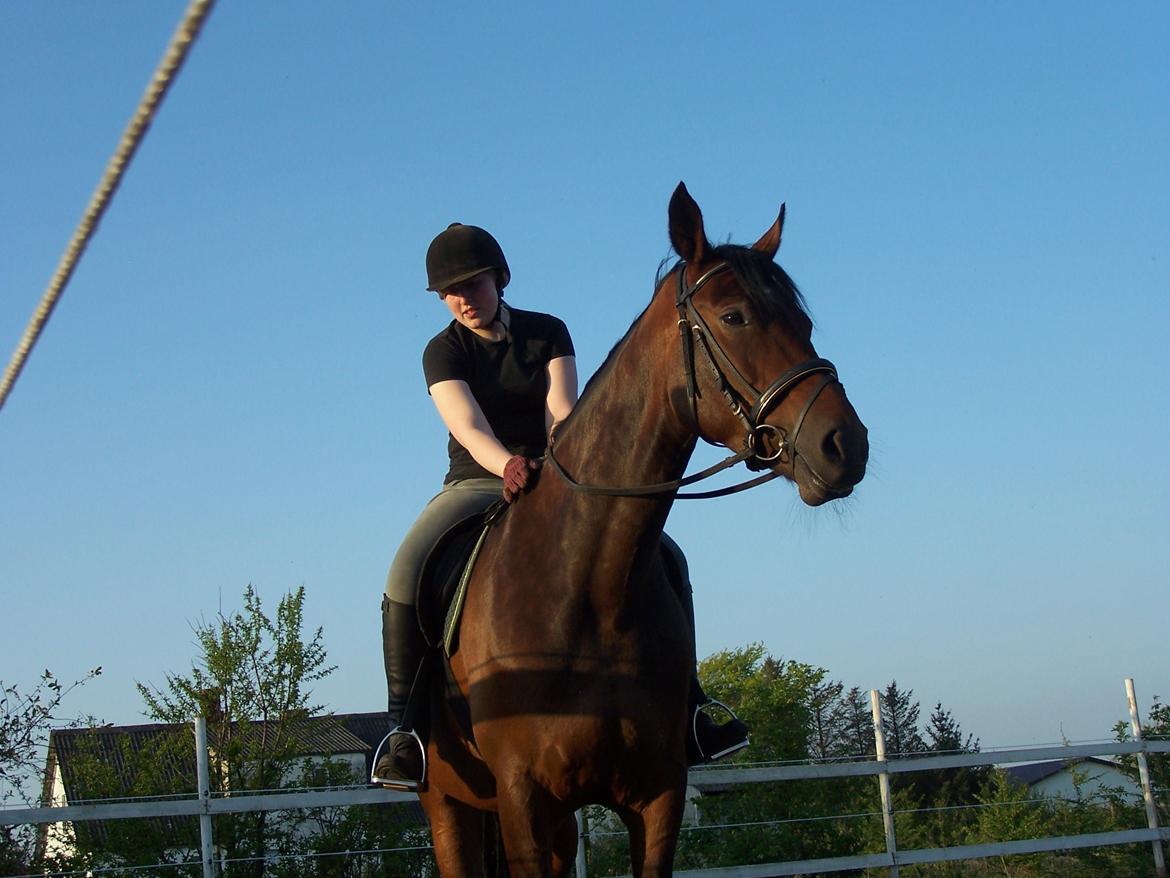 Dansk Varmblod Lucky af dyrehavegaard billede 6