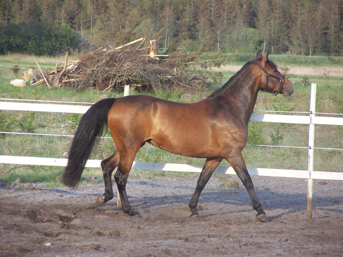 Dansk Varmblod Lucky af dyrehavegaard billede 7