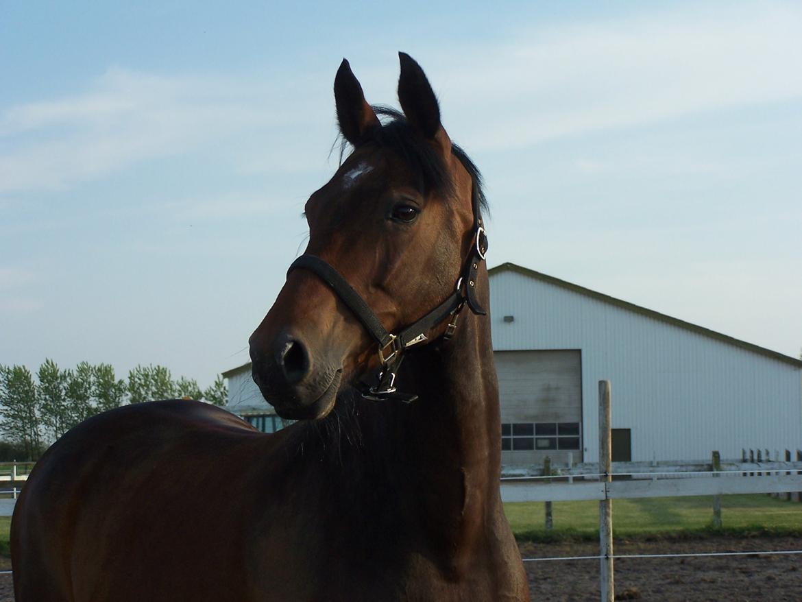 Dansk Varmblod Lucky af dyrehavegaard billede 8