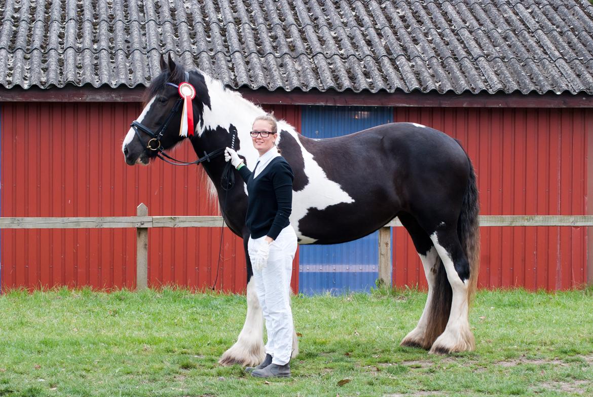 Irish Cob Crossbreed Sambuca G **BROVANG** R.I.P - Du var bare den bedste ko i hele verden <3 billede 18