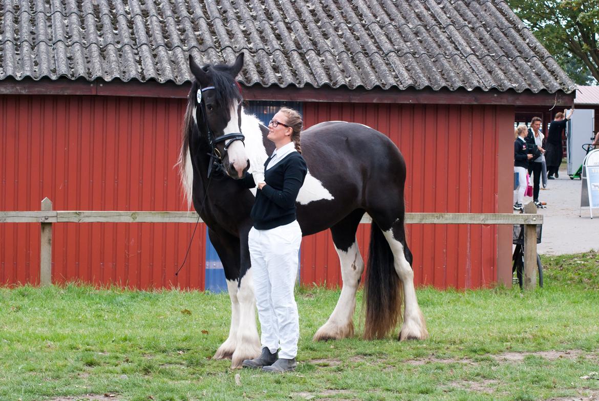 Irish Cob Crossbreed Sambuca G **BROVANG** R.I.P - vores meget velfortjente røde roset 8 i helhed :D billede 19