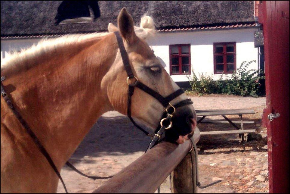 Haflinger bastian [tidl. part] :'( - bassens lidt mere..... ehhhm gay agtige side :D<3  billede 20