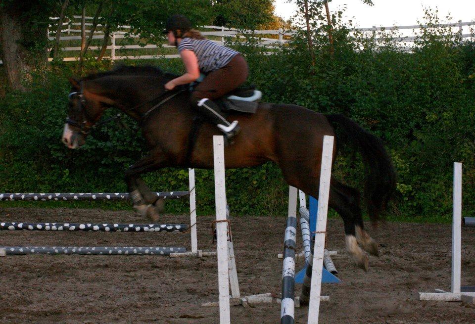 Dansk Varmblod Askemosegaards Ram Á Jean billede 7