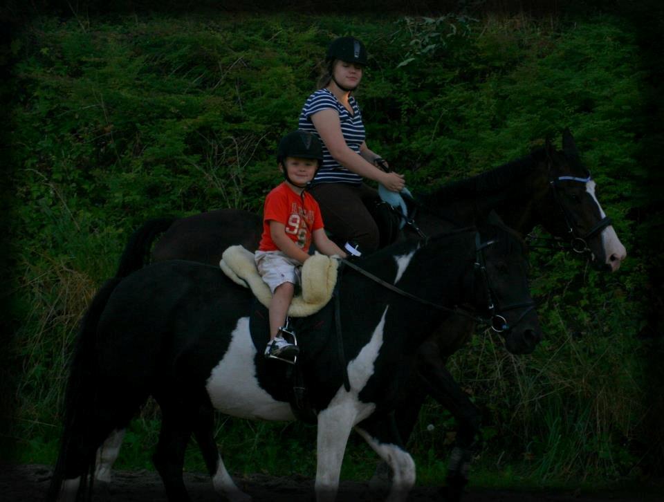 Dansk Varmblod Askemosegaards Ram Á Jean billede 14