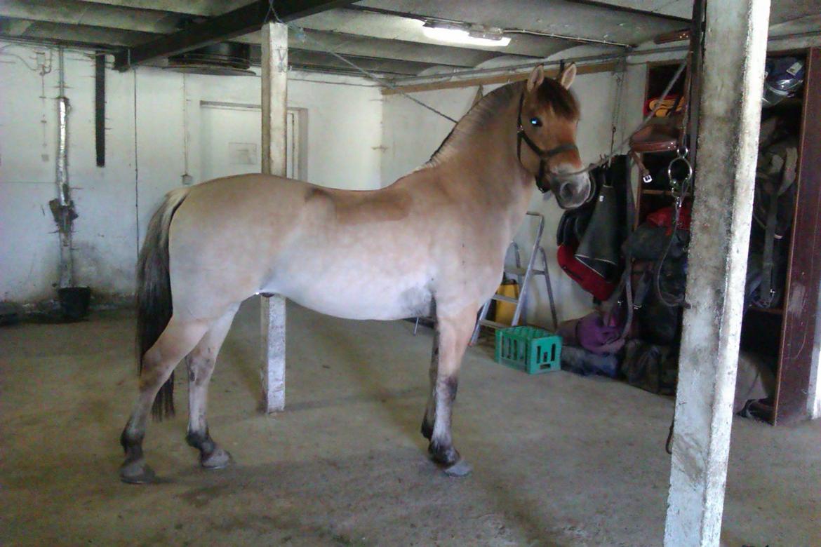 Anden særlig race HEDELYS VICTOR - NYT! Smukke Victor, der lige er blevet klippet :) Foto: Mig billede 20