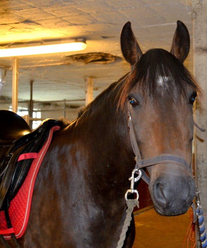 New Forest Enggårdens Ares (Charlie) - I stalden billede 7