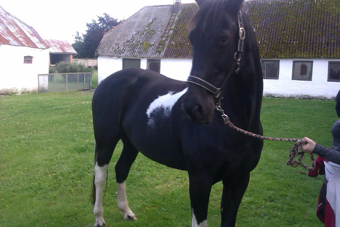 Pinto R.I.P Tex billede 4