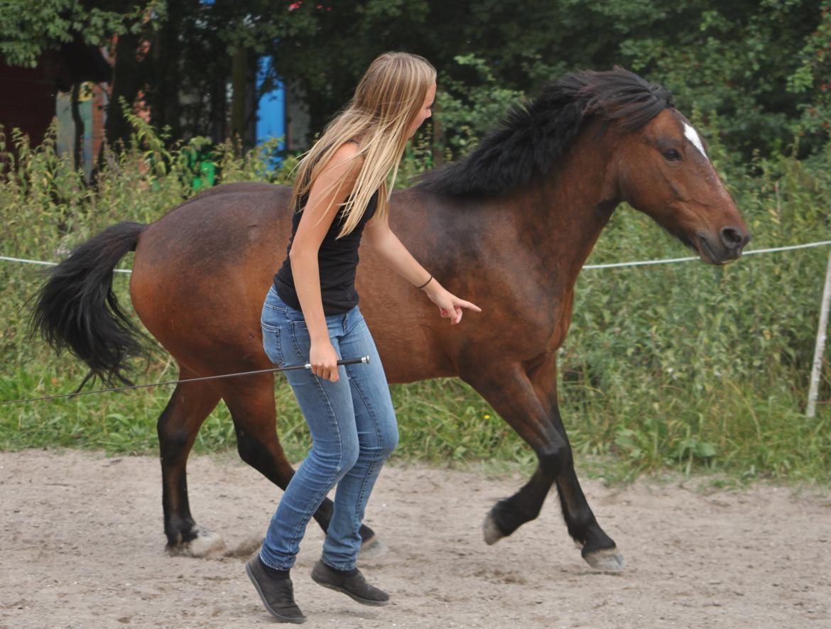 Anden særlig race Tjalfe - Træning i galop fra jord.<3 [Foto: STL] billede 4