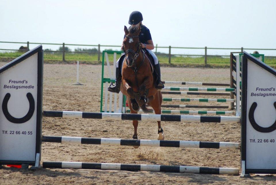 Anden særlig race Rivo 2 billede 5