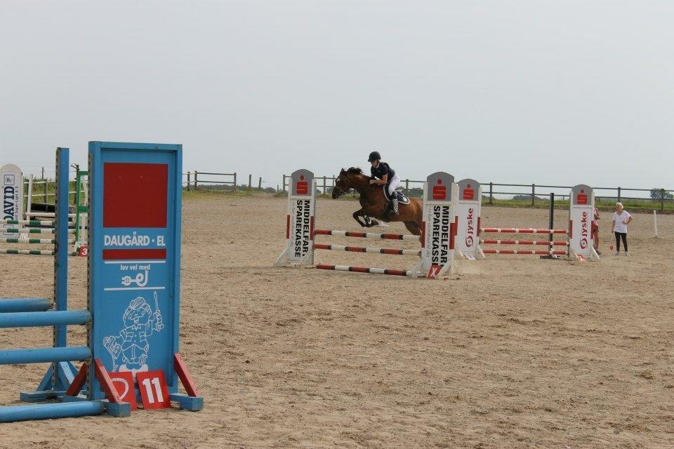 Anden særlig race Rivo 2 billede 6