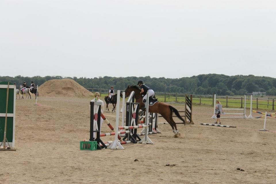 Anden særlig race Rivo 2 billede 9