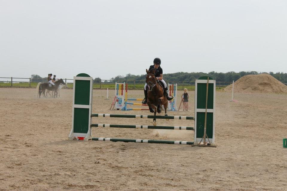 Anden særlig race Rivo 2 billede 10