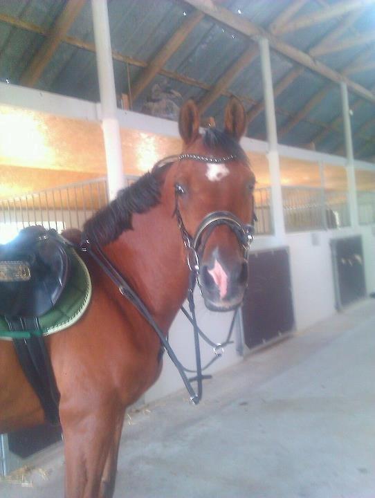 Anden særlig race Rivo 2 billede 12