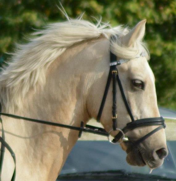 Palomino Fyrstenborgs Golden Hero - 
*Taget af Josefine Randrup Jensen* billede 4