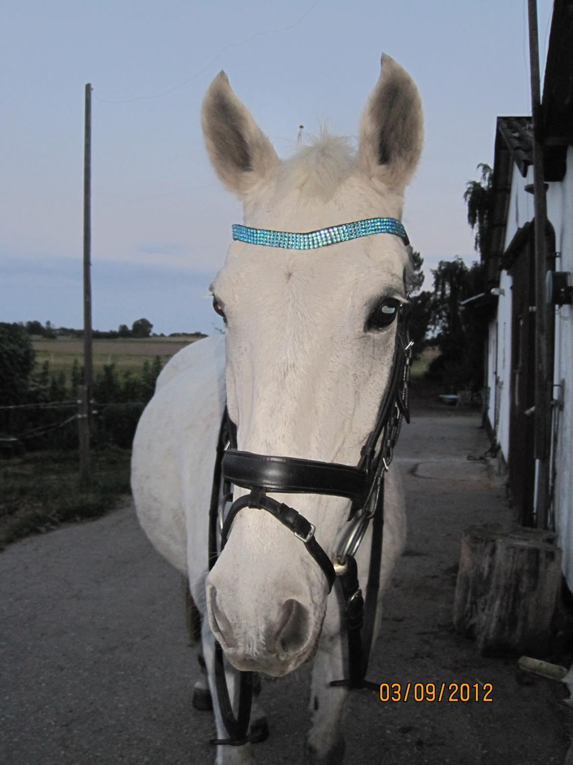 Anden særlig race Mon Cherie (Himmelhest) - Tak, for det smukke pandbånd, Cilla, det passer rigtig godt til hende:) billede 17
