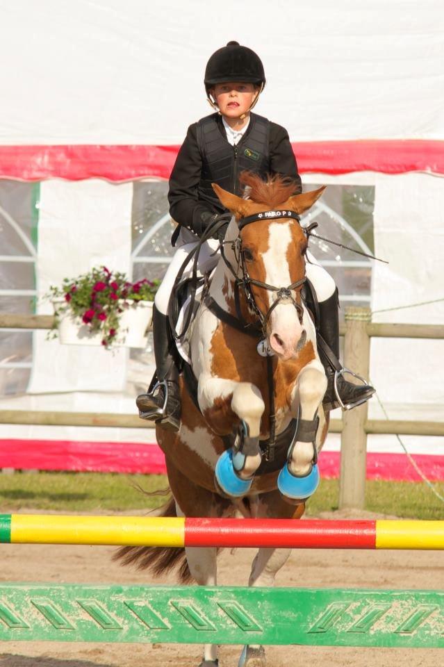 Hollandsk Sportspony Pablo P. (Nuttie) Solgt og savnet!!:'-( - (1)Kar Open Foto: Peter torngaard billede 2